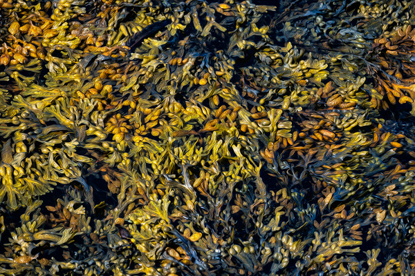 TAPESTRY DU FRANC Digital Download