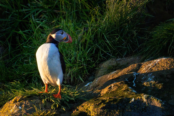 NORTH ATLANTIC PUFFIN Digital Download