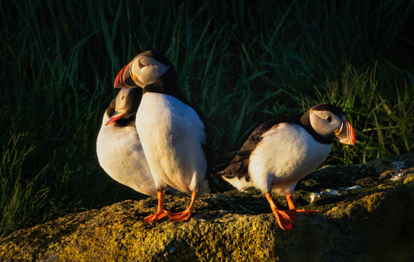 NORTH ATLANTIC PUFFINS Digital Download