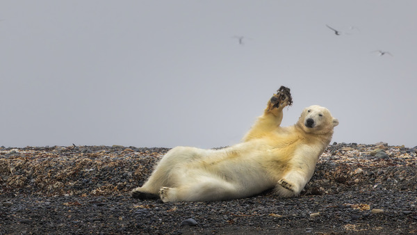 COME PLAY WITH ME Digital Download