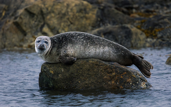 THE ROCK S KEEPER Print