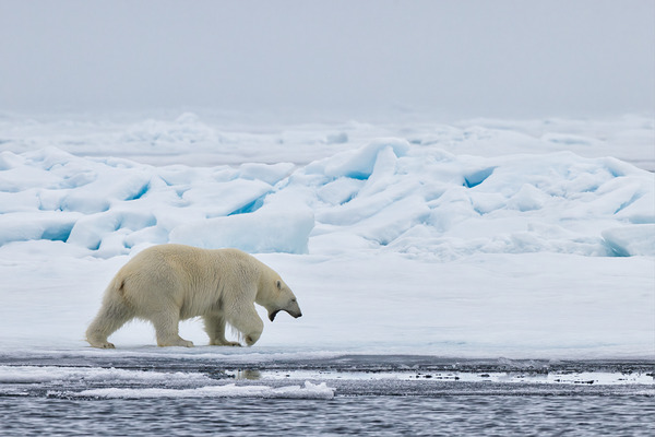 EMPRESS OF THE ARCTIC 3 Print