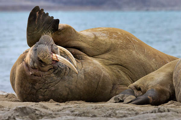 MONDAYS Digital Download