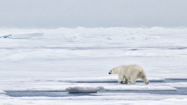 EMPRESS OF THE ARCTIC 9 Digital Download