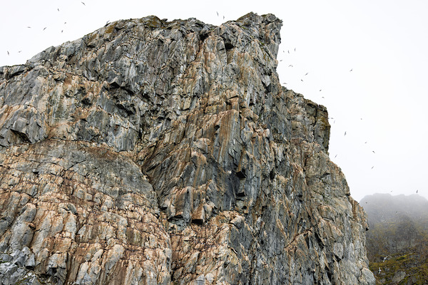 AVIAN HIGH RISE Print