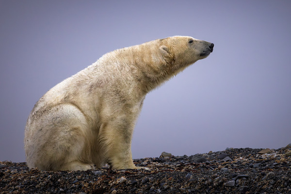 THE TASTE OF COLD AIR Digital Download