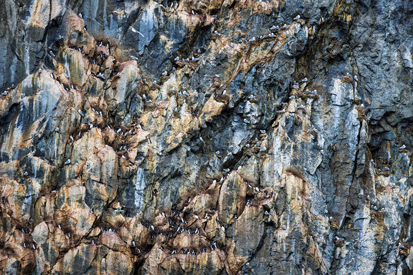 CLIFF COLONIES Print