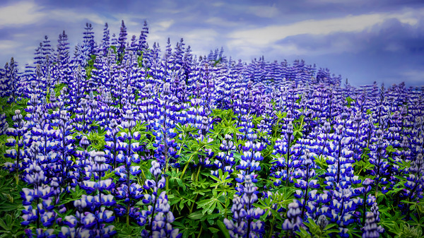 LUPINE Digital Download