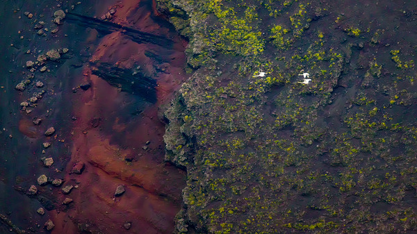 GEESE IN FLIGHT | HNAUSAPOLLUR Print