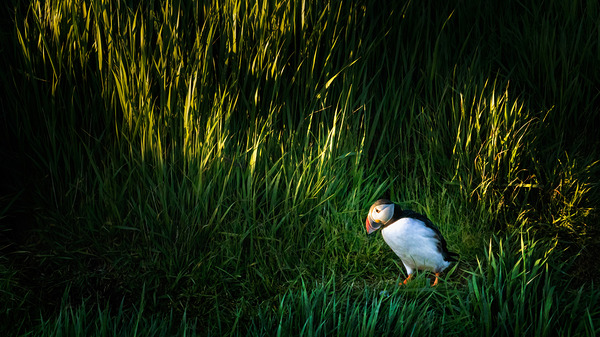 PUFFIN ON A STROLL Print