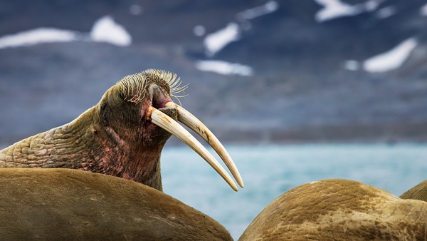 THE ARCTIC ELDER Digital Download