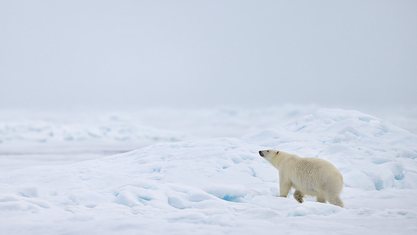 EMPRESS OF THE ARCTIC 8 Print