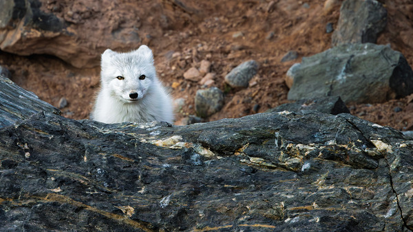 THE QUIET HUNT Print