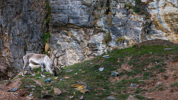 SANTAS REINDEER Digital Download