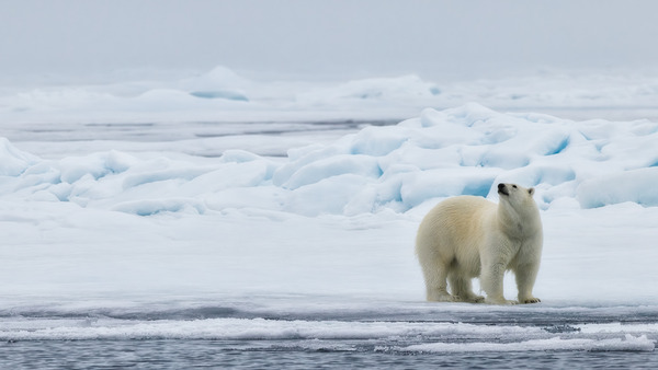 EMPRESS OF THE ARCTIC 2 Print