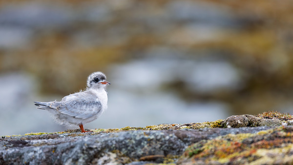 ADOLESCENCE IS AWKWARD Print