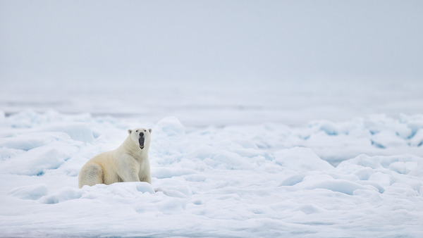 EMPRESS OF THE ARCTIC 7 Digital Download