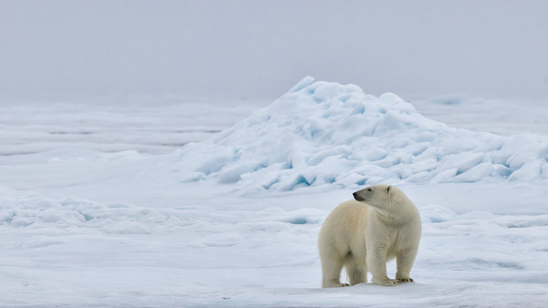 EMPRESS OF THE ARCTIC 6 Digital Download