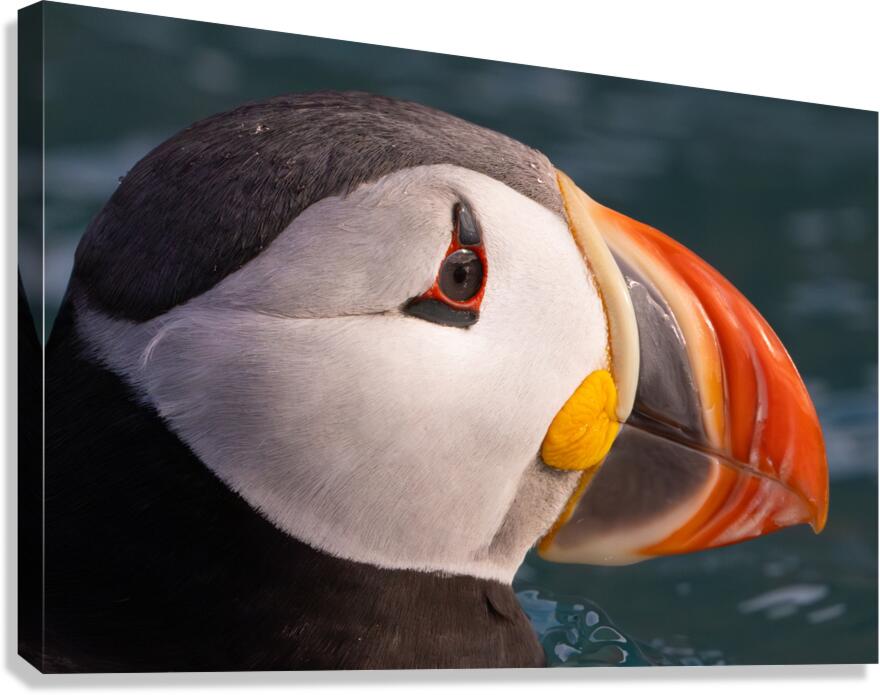 THE CONTEMPLATIVE PUFFIN Canvas Print