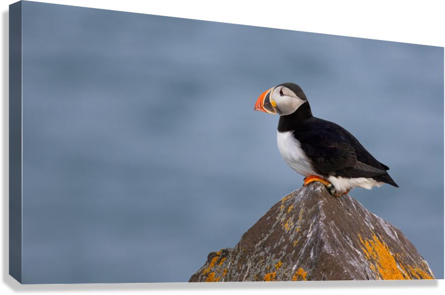 BETWEEN SEA SKY Canvas Print