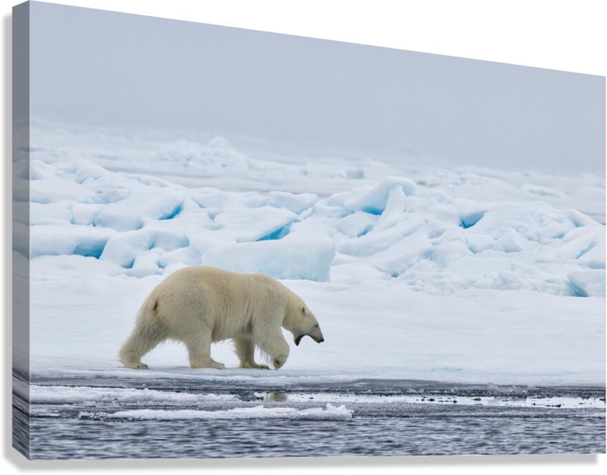 EMPRESS OF THE ARCTIC 3 Canvas Print