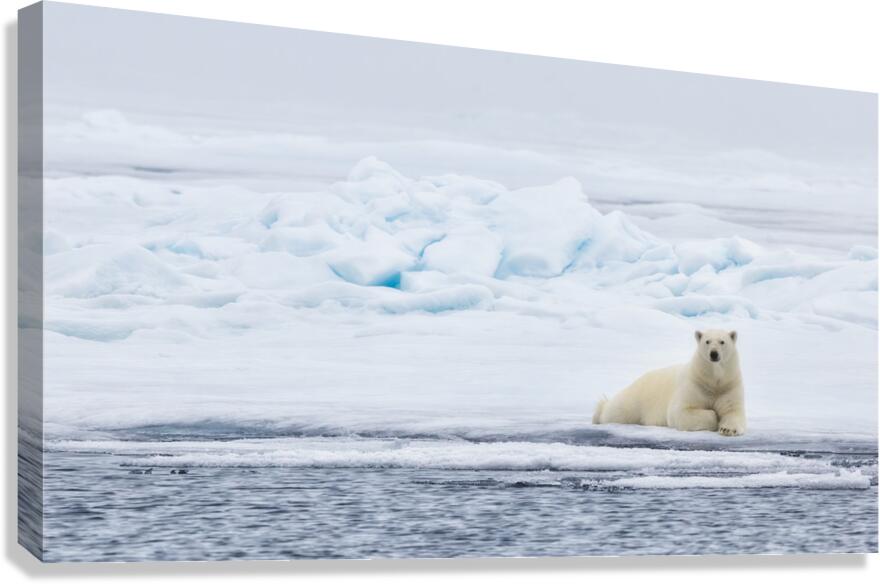 EMPRESS OF THE ARCTIC Canvas Print