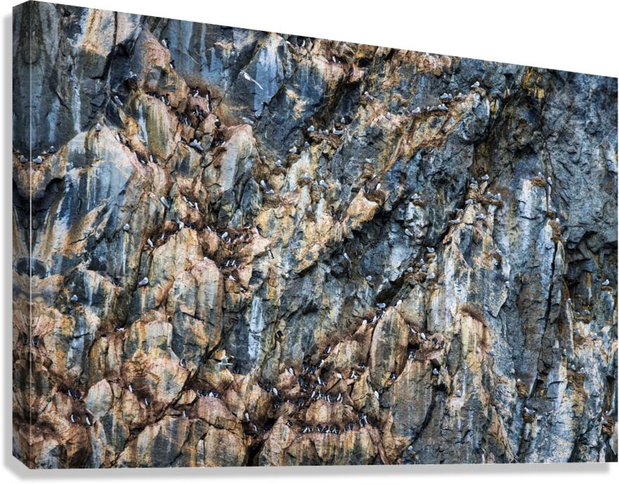 CLIFF COLONIES Canvas Print