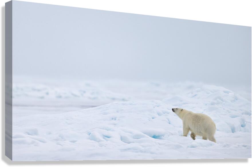 EMPRESS OF THE ARCTIC 8 Canvas Print
