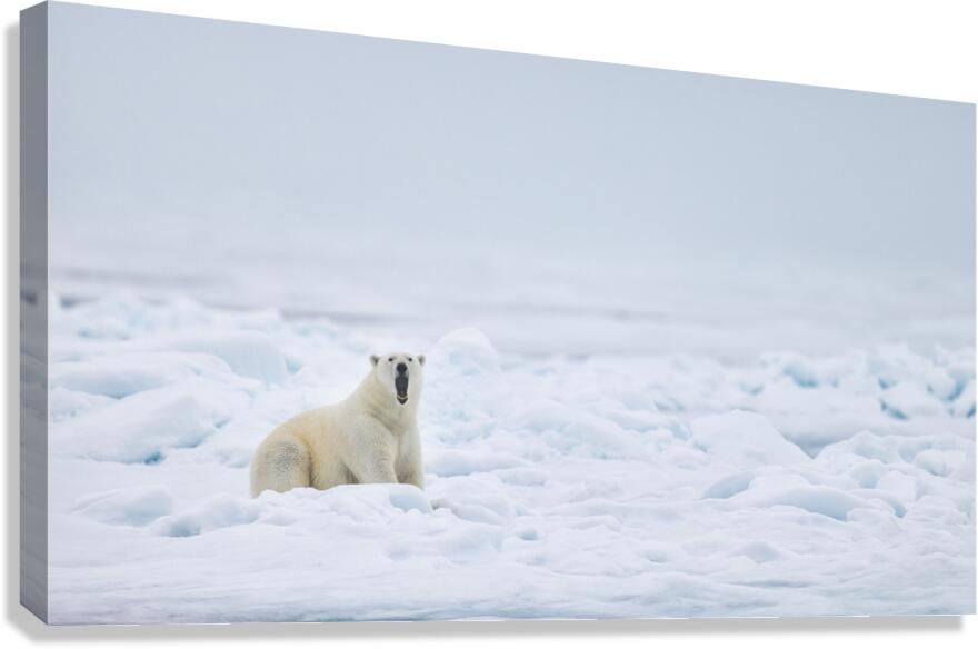 EMPRESS OF THE ARCTIC 7 Impression sur toile