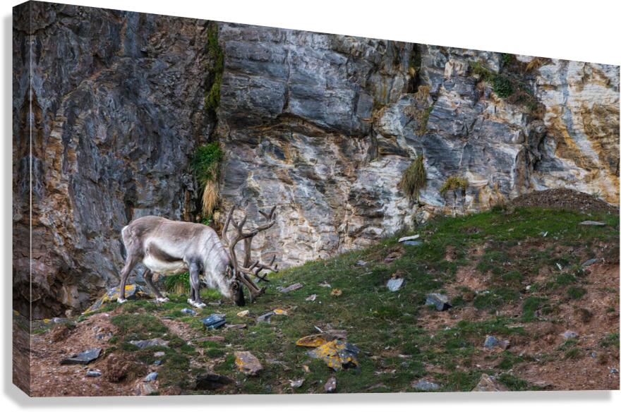 SANTAS REINDEER Canvas Print