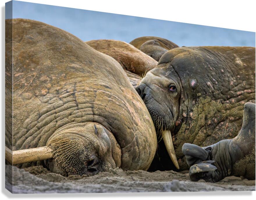 WHAT ARE YOU LOOKING AT Canvas Print