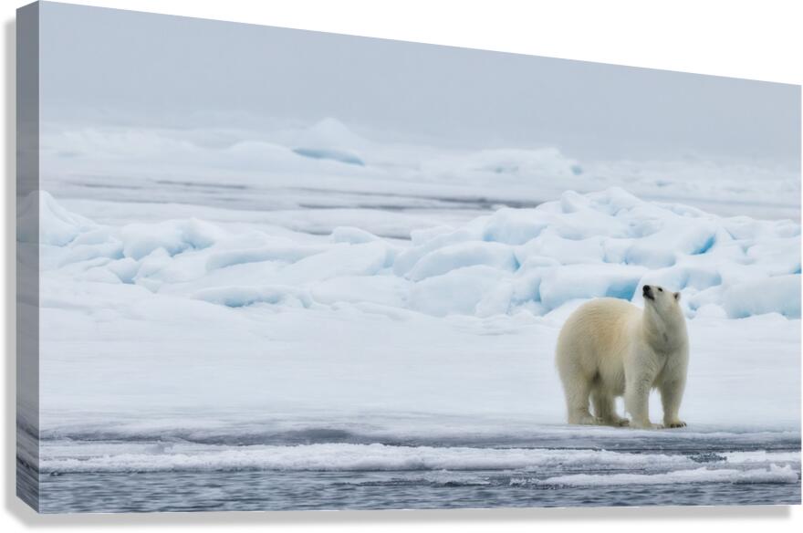 EMPRESS OF THE ARCTIC 2 Canvas Print