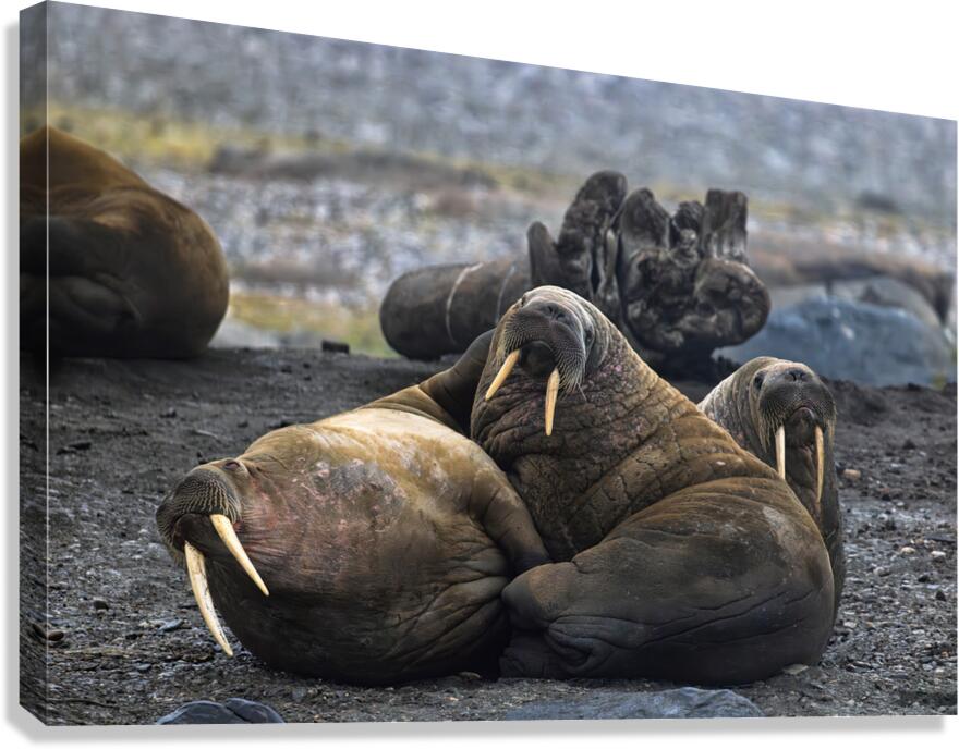 WALRUS TRIO Canvas Print
