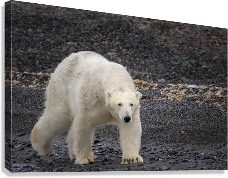 ARCTIC MAJESTY Canvas Print