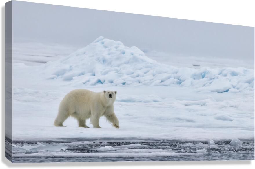 EMPRESS OF THE ARCTIC 4 Canvas Print