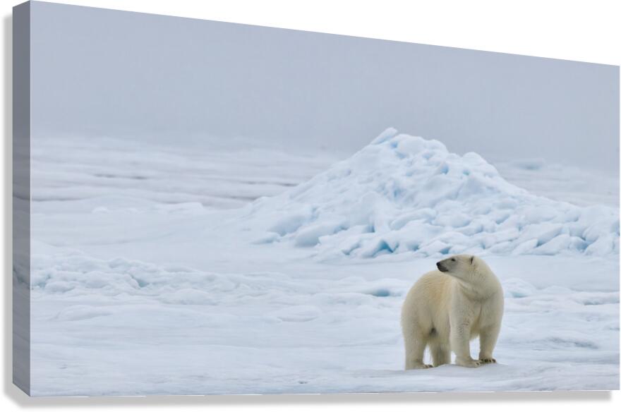 EMPRESS OF THE ARCTIC 6 Canvas Print