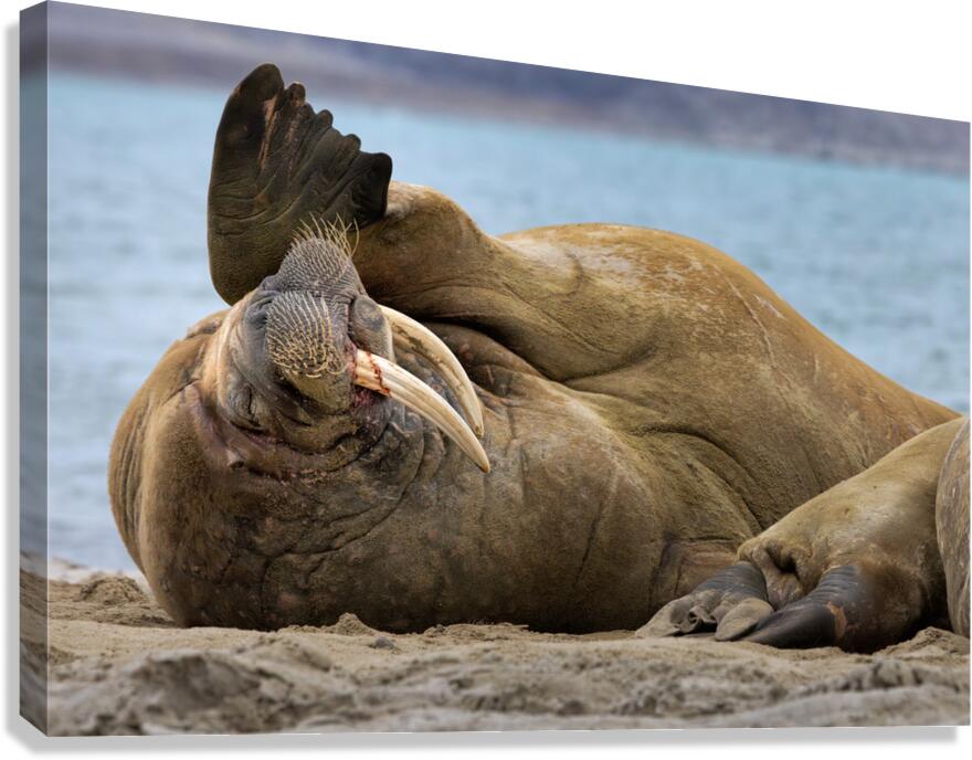 MONDAYS Canvas Print