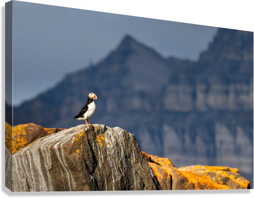 LAND OF THE PUFFIN Canvas Print