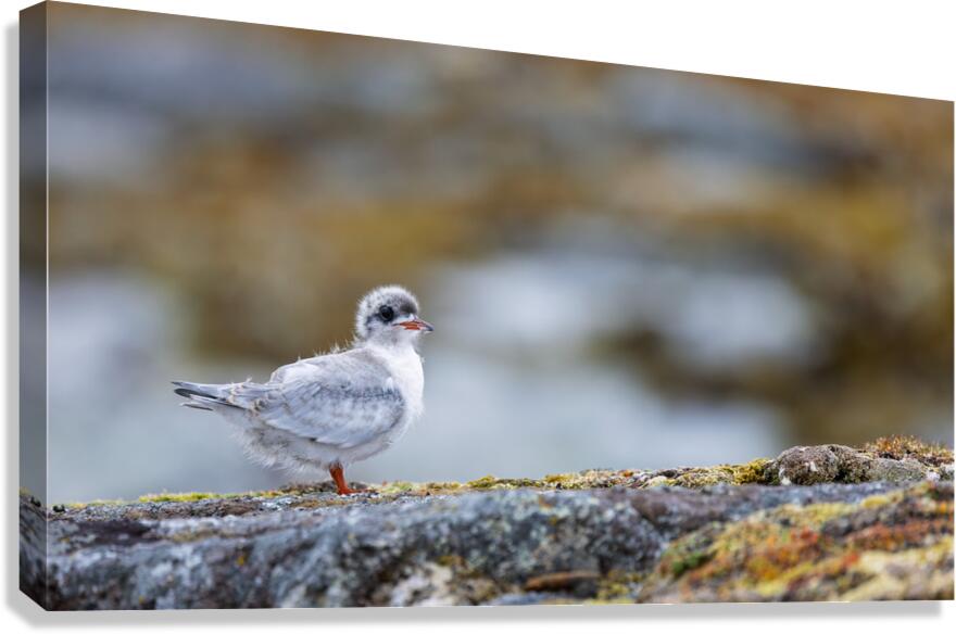 ADOLESCENCE IS AWKWARD Canvas Print