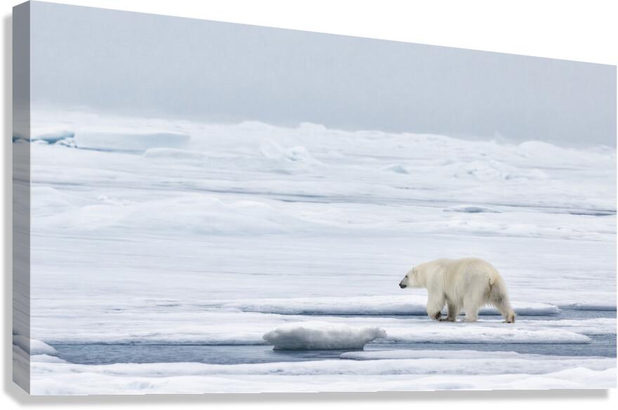 EMPRESS OF THE ARCTIC 9 Canvas Print