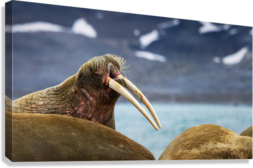 THE ARCTIC ELDER Canvas Print