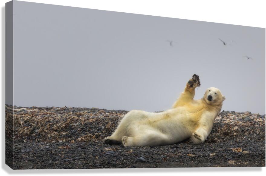 COME PLAY WITH ME Canvas Print