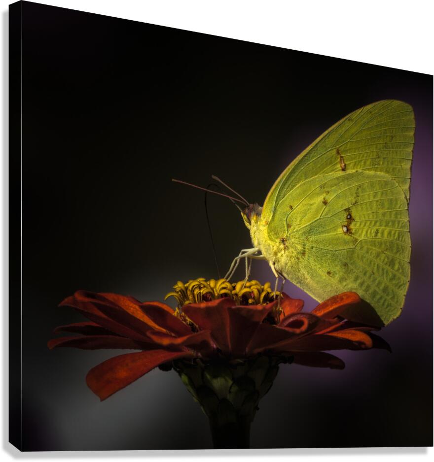 LANDING PAD Canvas Print