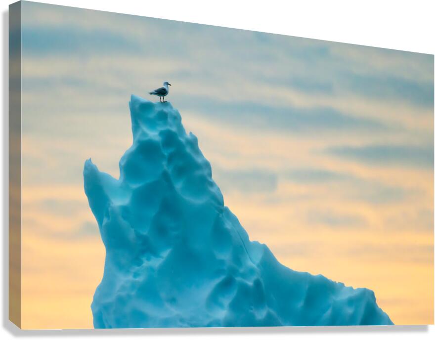 PERCHED Canvas Print