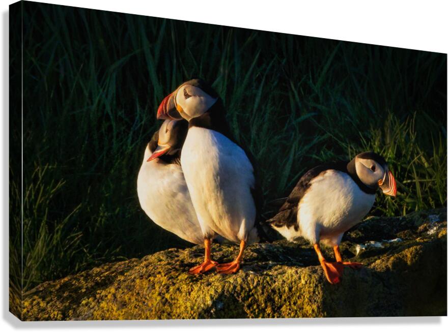 NORTH ATLANTIC PUFFINS Canvas Print