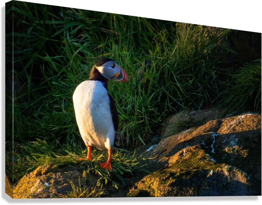 NORTH ATLANTIC PUFFIN Canvas Print
