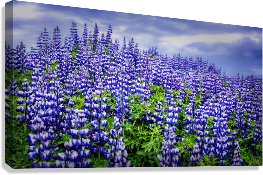 LUPINE Canvas Print