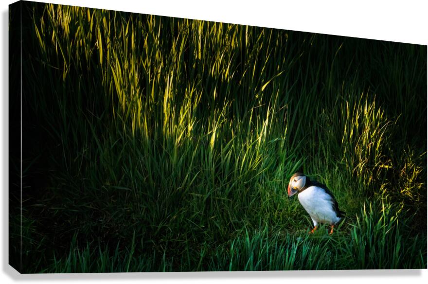 PUFFIN ON A STROLL Canvas Print