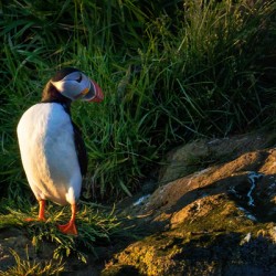 NORTH ATLANTIC PUFFIN