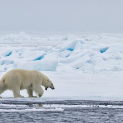 EMPRESS OF THE ARCTIC 3